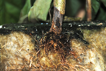 Phytophthora in paprika 1.jpg